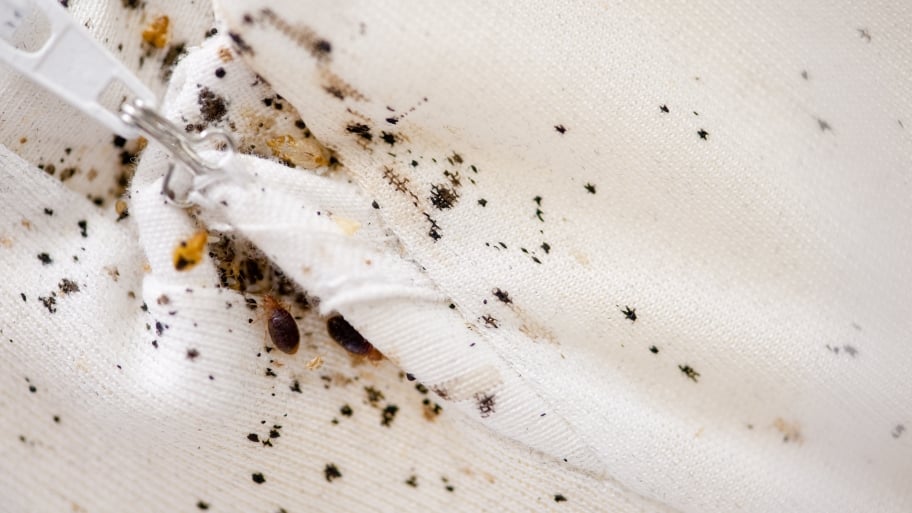 What Do Bed Bug Eggs Look And Feel Like What Do Bed Bug Eggs Look And Feel Like
